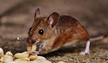 24 Hour & Emergency Exterminators in La Crosse, WI